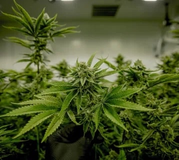 Marijuana plants in a grow house