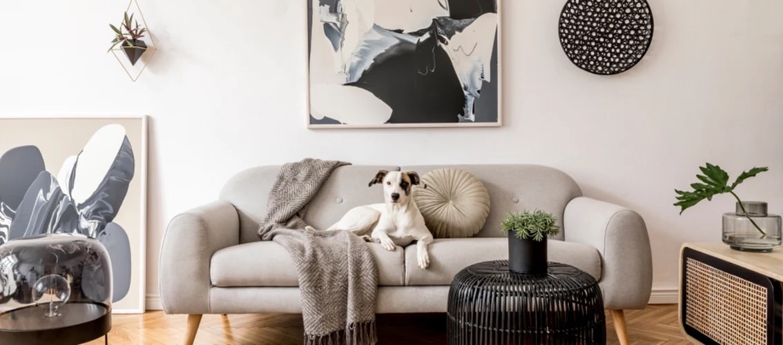 a dog sits on a couch in a tasteful living room